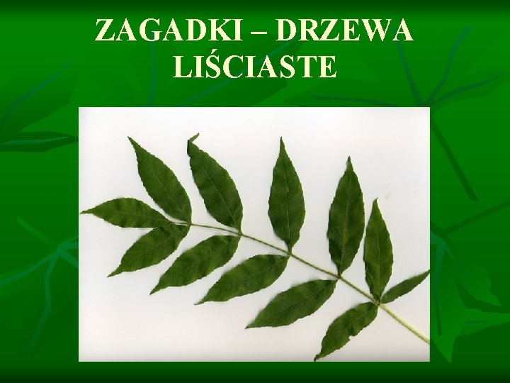 ZAGADKI – DRZEWA LIŚCIASTE 