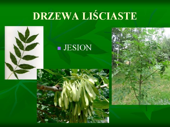 DRZEWA LIŚCIASTE n JESION 