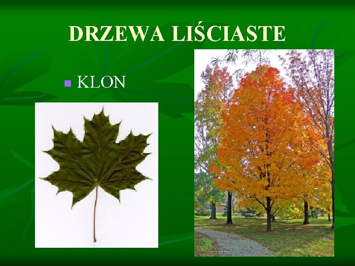 DRZEWA LIŚCIASTE n KLON 