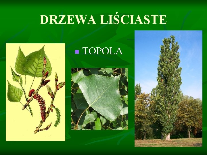 DRZEWA LIŚCIASTE n TOPOLA 