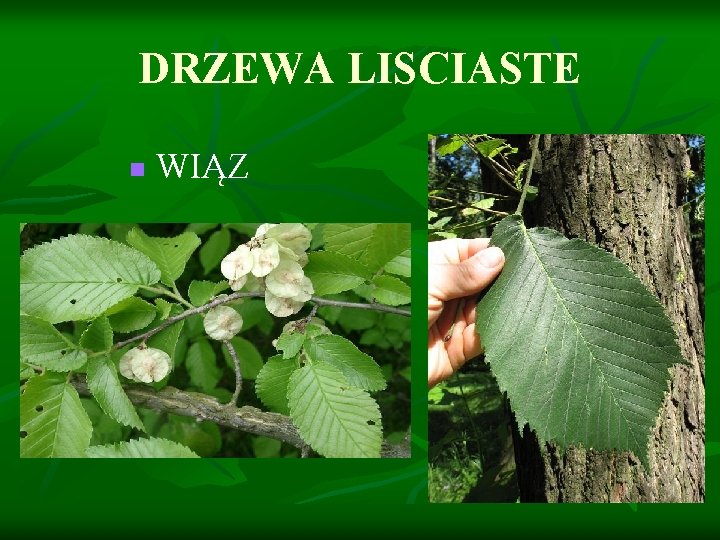 DRZEWA LISCIASTE n WIĄZ 