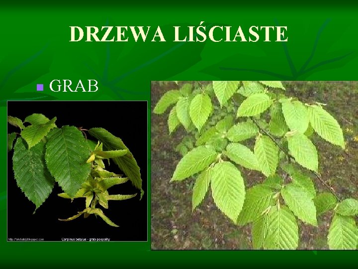 DRZEWA LIŚCIASTE n GRAB 