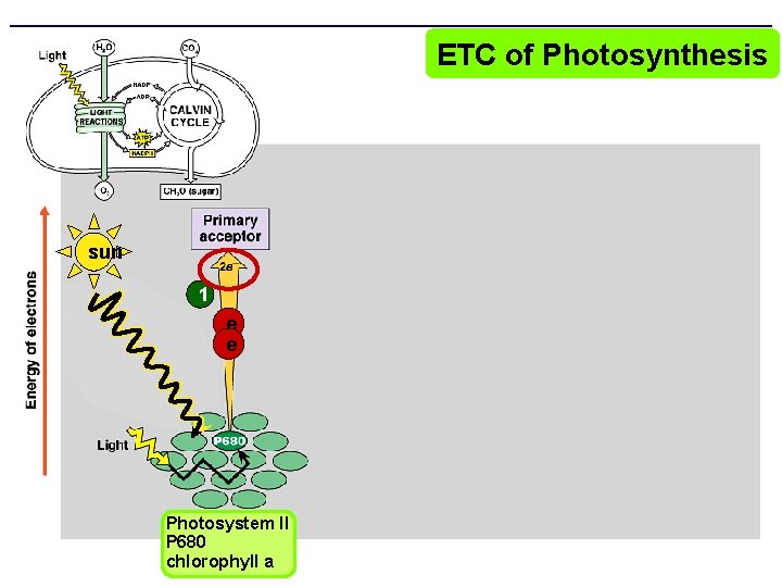 ETC of Photosynthesis sun 1 e e Photosystem II P 680 chlorophyll a 