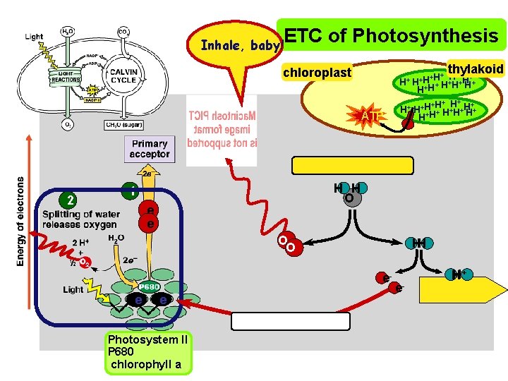 Inhale, baby! ETC of Photosynthesis thylakoid chloroplast + +H+ H H+ + H+ H+H