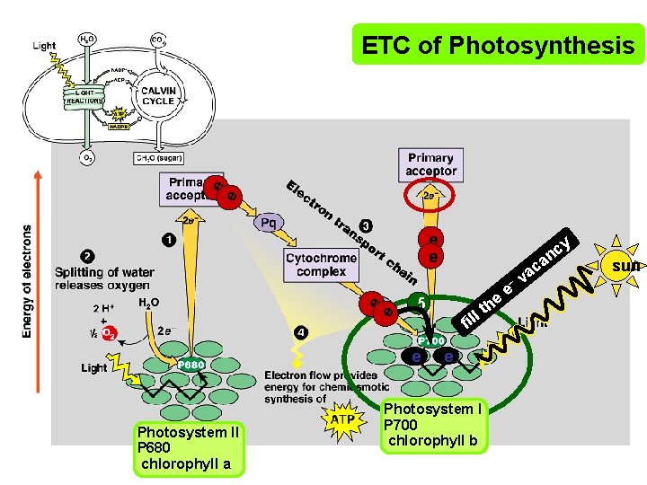 e e ETC of Photosynthesis e e y c an e e – e