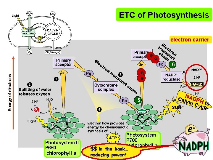ETC of Photosynthesis e e electron carrier 6 e e 5 Photosystem II P