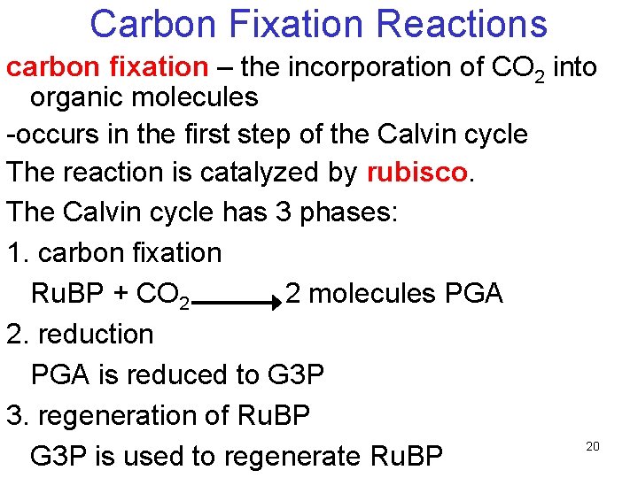 Carbon Fixation Reactions carbon fixation – the incorporation of CO 2 into organic molecules