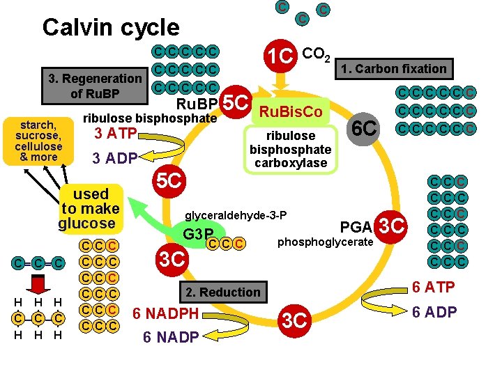 C Calvin cycle 1 C C C 3. Regeneration C C C of Ru.