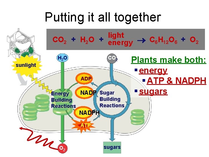 Putting it all together light CO 2 + H 2 O + energy C