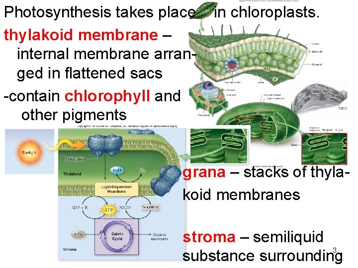 Photosynthesis takes place thylakoid membrane – internal membrane arranged in flattened sacs -contain chlorophyll