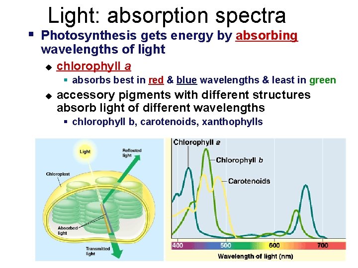 Light: absorption spectra § Photosynthesis gets energy by absorbing wavelengths of light u chlorophyll