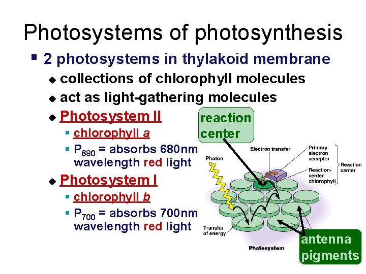 Photosystems of photosynthesis § 2 photosystems in thylakoid membrane collections of chlorophyll molecules u