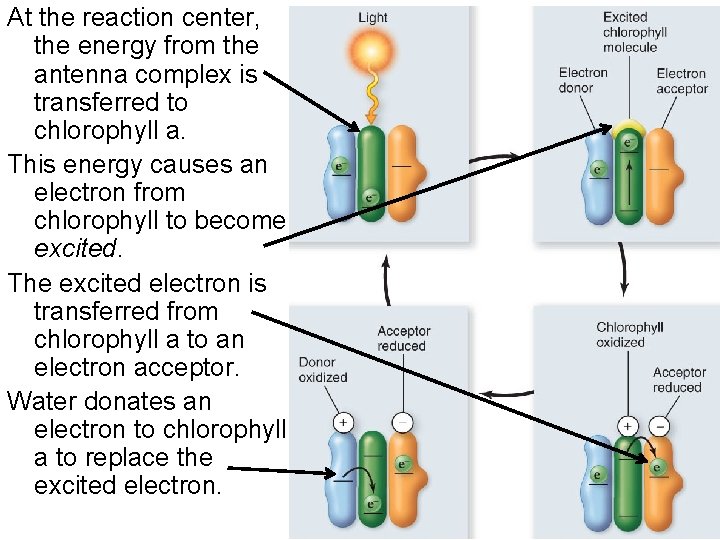At the reaction center, the energy from the antenna complex is transferred to chlorophyll