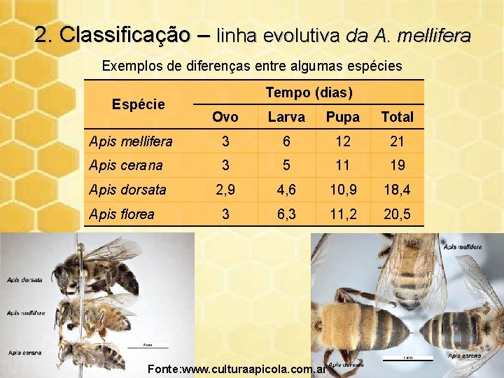 2. Classificação – linha evolutiva da A. mellifera Exemplos de diferenças entre algumas espécies