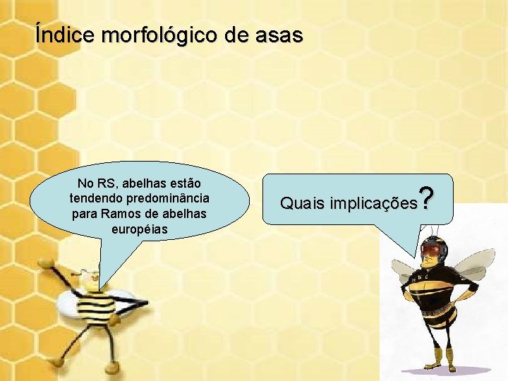 Índice morfológico de asas No RS, abelhas estão tendendo predominância para Ramos de abelhas