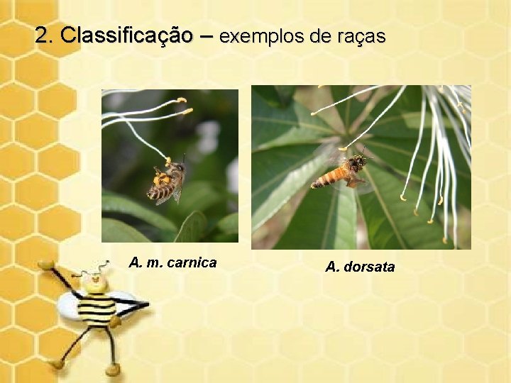 2. Classificação – exemplos de raças A. m. carnica A. dorsata 