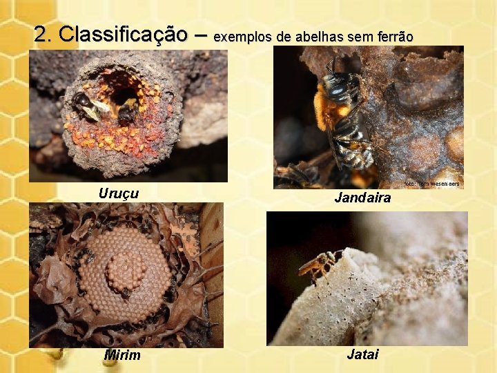 2. Classificação – exemplos de abelhas sem ferrão Uruçu Mirim Jandaira Jatai 