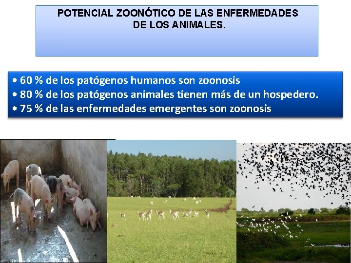 POTENCIAL ZOONÓTICO DE LAS ENFERMEDADES DE LOS ANIMALES. • 60 % de los patógenos