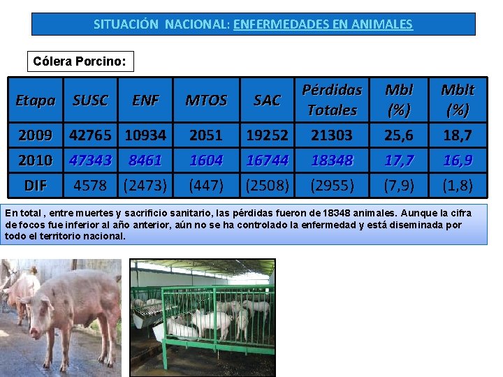 SITUACIÓN NACIONAL: ENFERMEDADES EN ANIMALES Cólera Porcino: Etapa SUSC ENF 2009 42765 10934 2010