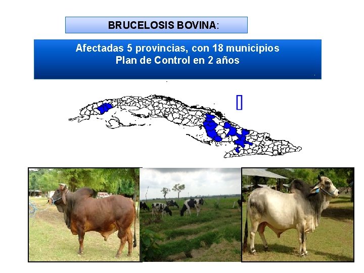  BRUCELOSIS BOVINA: Afectadas 5 provincias, con 18 municipios Plan de Control en 2