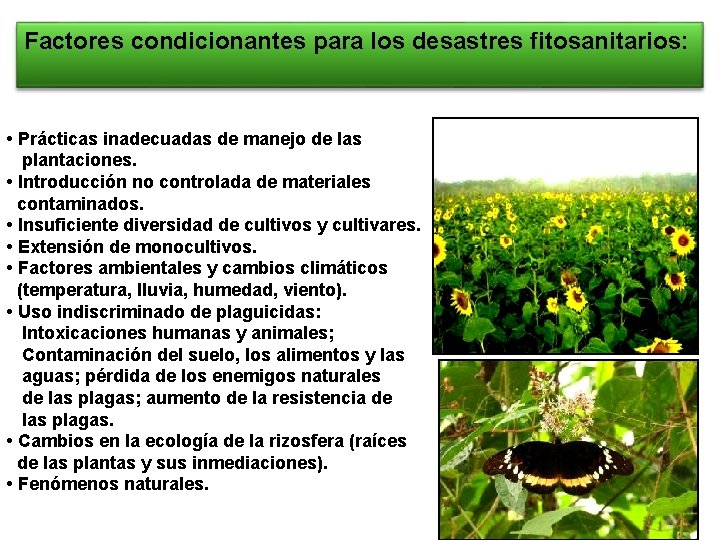 Factores condicionantes para los desastres fitosanitarios: • Prácticas inadecuadas de manejo de las plantaciones.