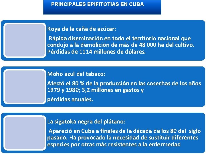 PRINCIPALES EPIFITOTIAS EN CUBA Roya de la caña de azúcar: Rápida diseminación en todo