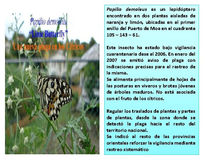 Papilio demoleus es un lepidóptero encontrado en dos plantas aisladas de naranja y limón,