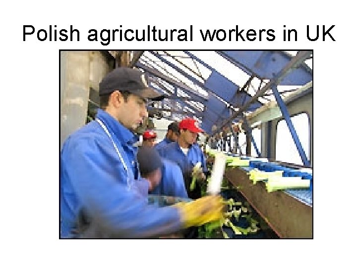 Polish agricultural workers in UK 
