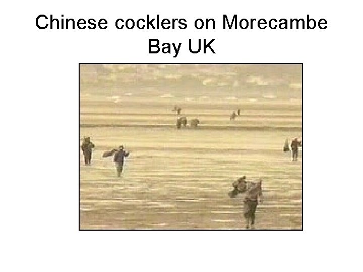 Chinese cocklers on Morecambe Bay UK 