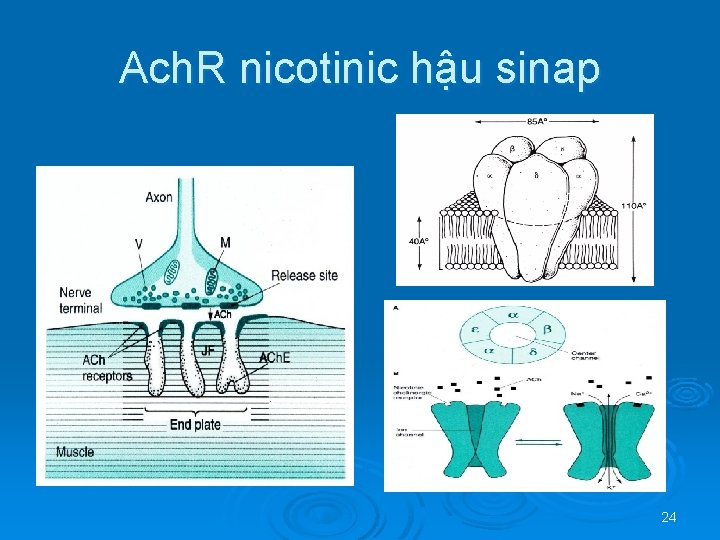 Ach. R nicotinic hậu sinap 24 