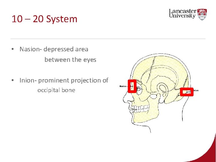 10 – 20 System • Nasion- depressed area between the eyes • Inion- prominent 10 – 20 System • Nasion- depressed area between the eyes • Inion- prominent
