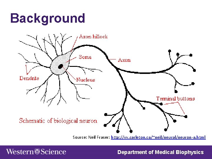 Background Source: Neil Fraser: http: //vv. carleton. ca/~neil/neural/neuron-a. html Department of Medical Biophysics 