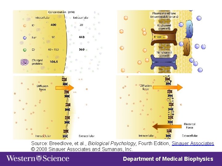 Source: Breedlove, et al. , Biological Psychology, Fourth Edition, Sinauer Associates © 2008 Sinauer