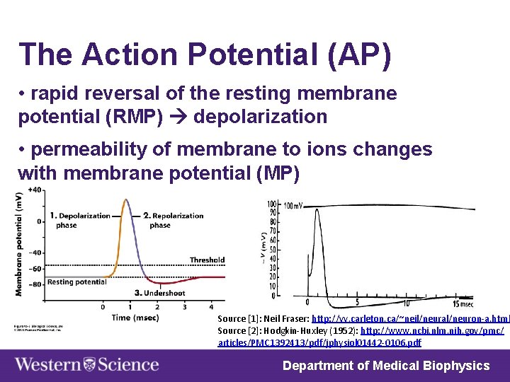 The Action Potential (AP) • rapid reversal of the resting membrane potential (RMP) depolarization