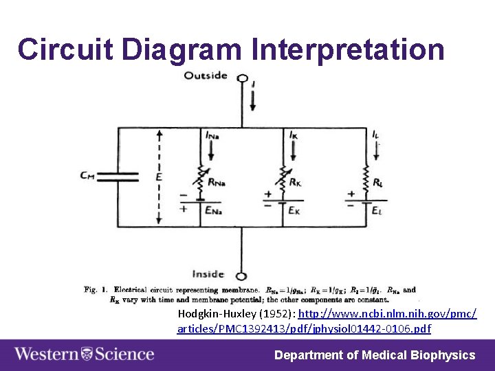 Circuit Diagram Interpretation Hodgkin-Huxley (1952): http: //www. ncbi. nlm. nih. gov/pmc/ articles/PMC 1392413/pdf/jphysiol 01442
