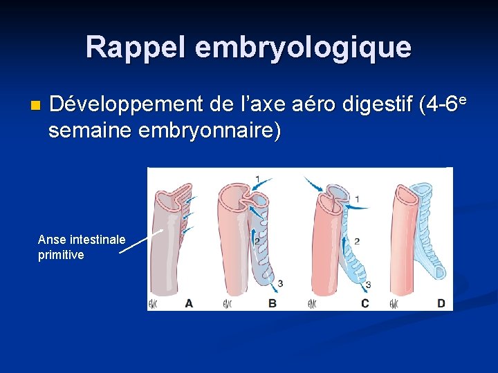 Rappel embryologique n Développement de l’axe aéro digestif (4 -6 e semaine embryonnaire) Anse