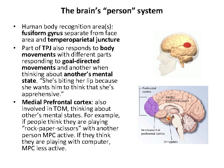 The brain’s “person” system • Human body recognition area(s): fusiform gyrus separate from face