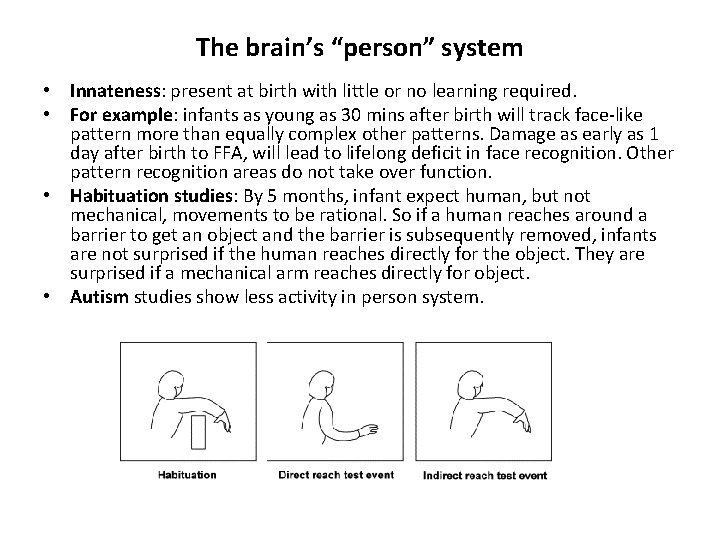 The brain’s “person” system • Innateness: present at birth with little or no learning
