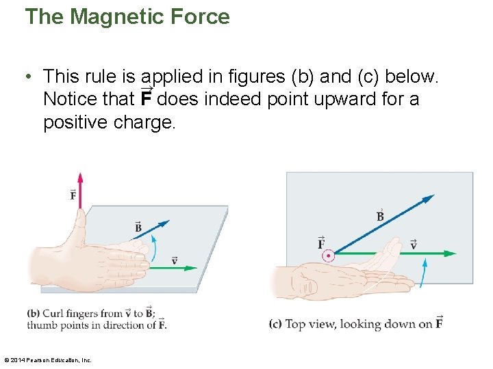 The Magnetic Force • This rule is applied in figures (b) and (c) below.