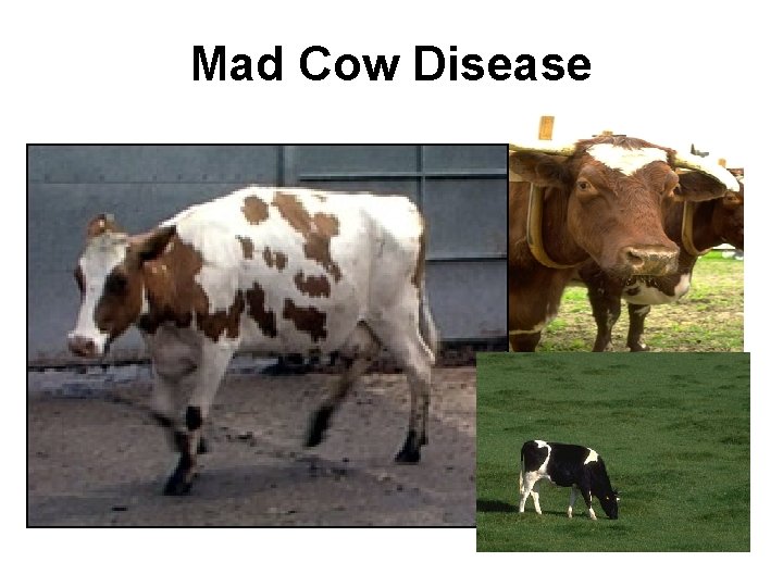 Mad Cow Disease 