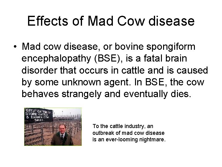 Effects of Mad Cow disease • Mad cow disease, or bovine spongiform encephalopathy (BSE),