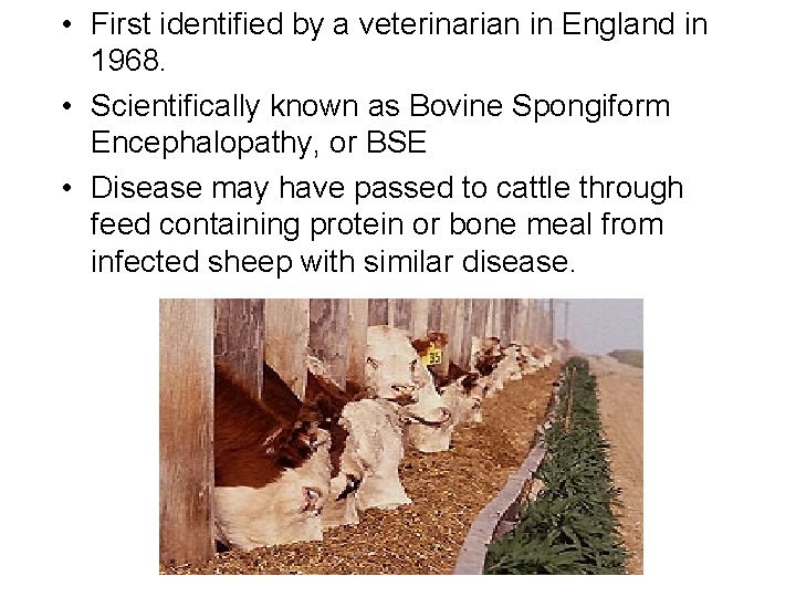  • First identified by a veterinarian in England in 1968. • Scientifically known