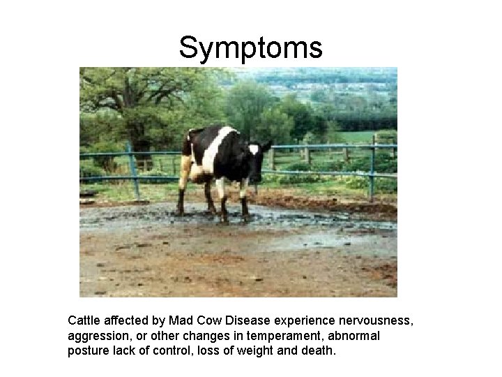 Symptoms Cattle affected by Mad Cow Disease experience nervousness, aggression, or other changes in