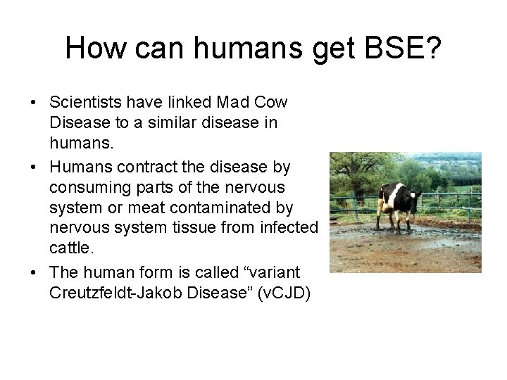 How can humans get BSE? • Scientists have linked Mad Cow Disease to a