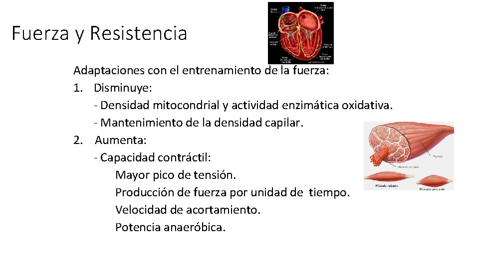 Fuerza y Resistencia Adaptaciones con el entrenamiento de la fuerza: 1. Disminuye: - Densidad Fuerza y Resistencia Adaptaciones con el entrenamiento de la fuerza: 1. Disminuye: - Densidad
