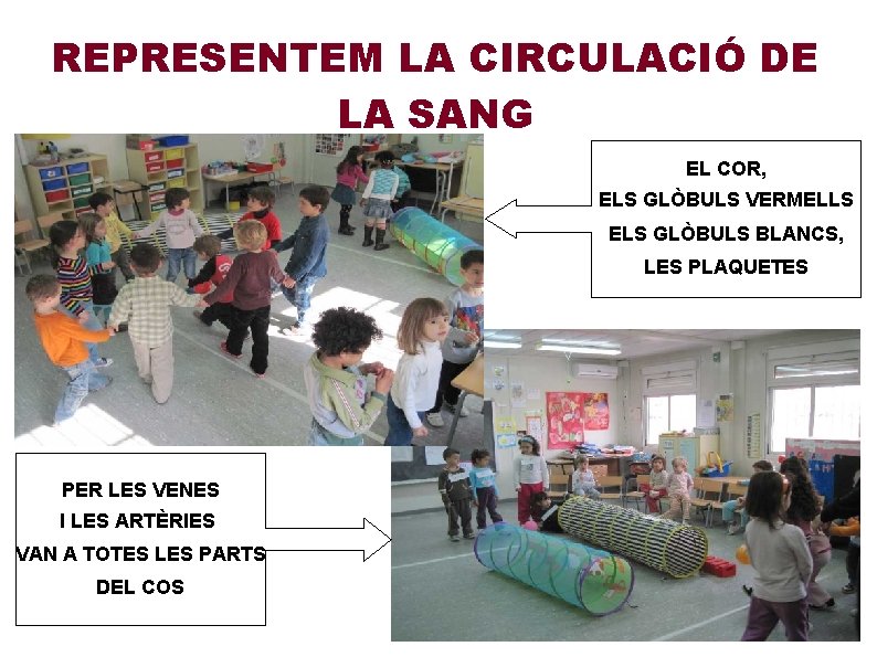 REPRESENTEM LA CIRCULACIÓ DE LA SANG EL COR, ELS GLÒBULS VERMELLS ELS GLÒBULS BLANCS,