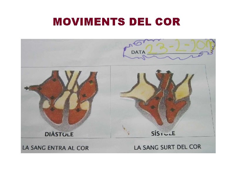 MOVIMENTS DEL COR 