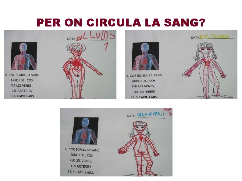 PER ON CIRCULA LA SANG? 