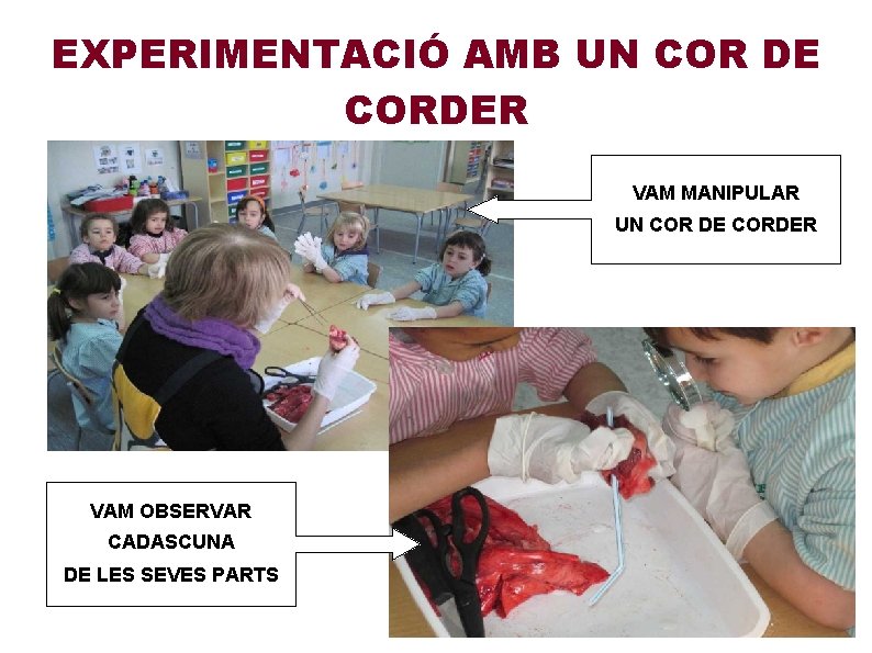 EXPERIMENTACIÓ AMB UN COR DE CORDER VAM MANIPULAR UN COR DE CORDER VAM OBSERVAR