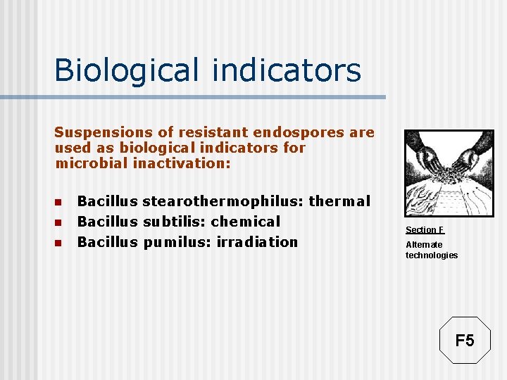 Biological indicators Suspensions of resistant endospores are used as biological indicators for microbial inactivation: